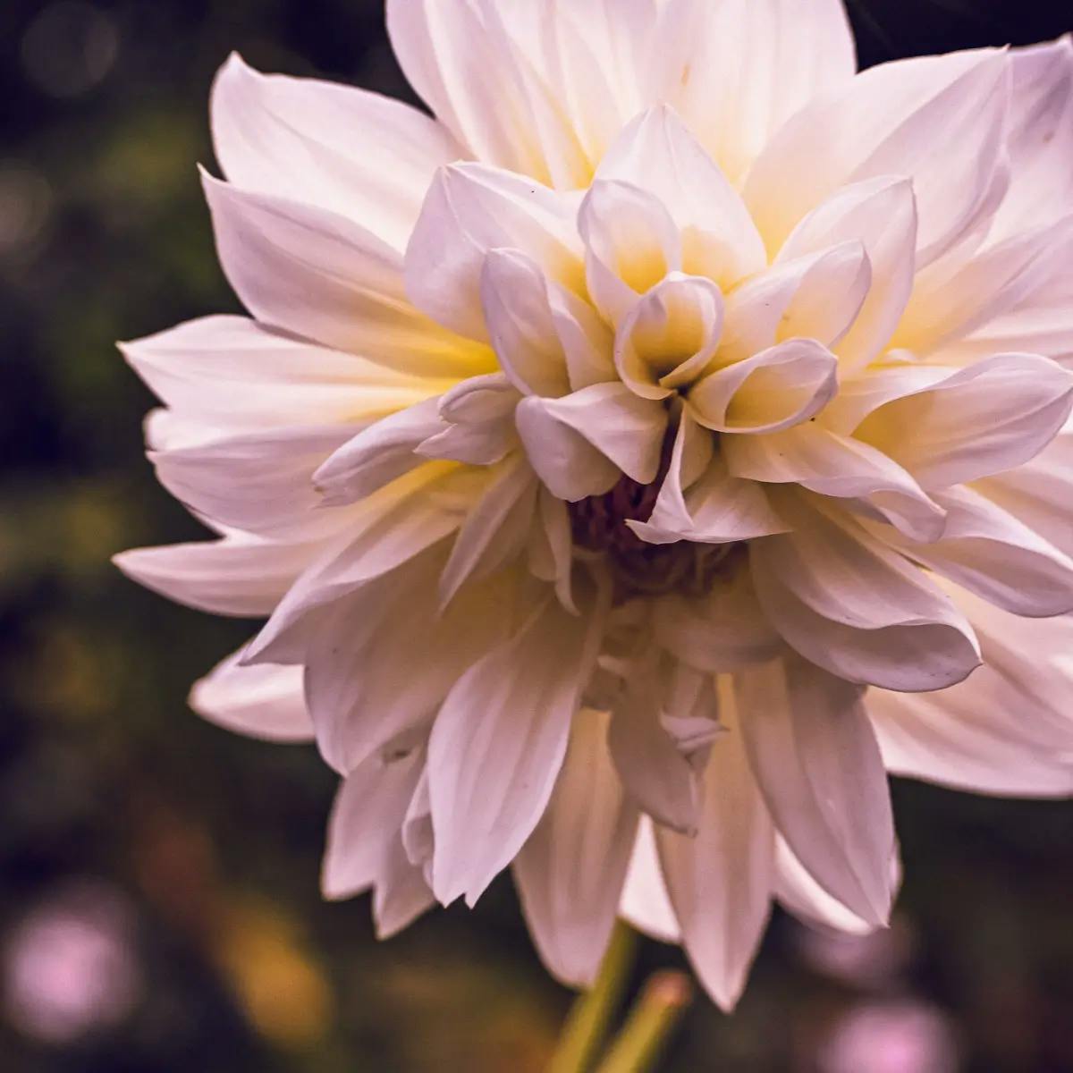 marion-berdah-photographe-fleur-nature